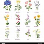 **common Wildflower Recognition Tips**