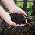 Compost Advantages For Flowering Plants