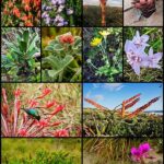 Conservation Of Endemic Plant Species