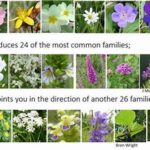 Differentiation Criteria For Wildflower Families