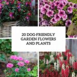 Dog-safe Plants For Perennial Gardens