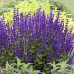 Drought-resistant Flowering Plants