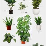 Feline-friendly Indoor Plant Guide
