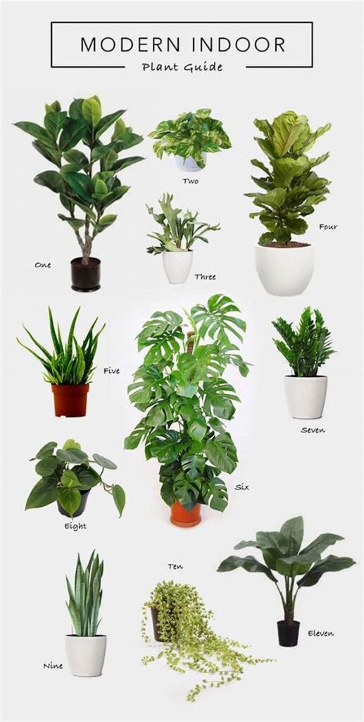 Feline-friendly Indoor Plant Guide