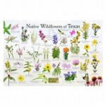 Field Guide Favorites For Wildflower Enthusiasts