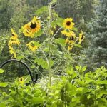 Flowers That Thrive Effortlessly