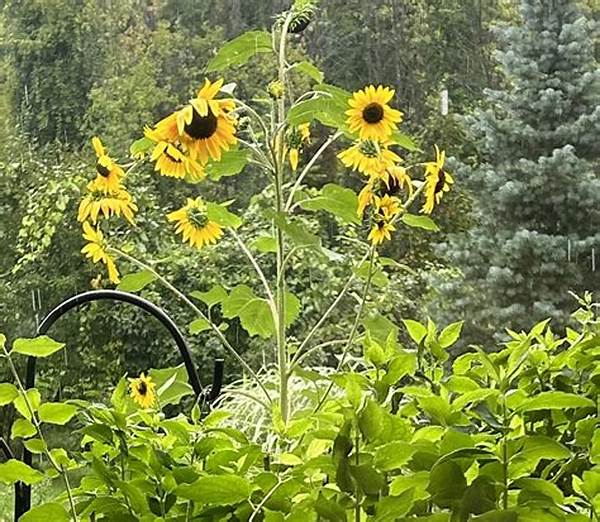 Flowers That Thrive Effortlessly