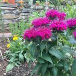 Hardy Garden Flowers Year-round