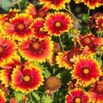 Long-lasting Perennial Flowering Options