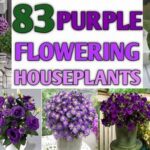 “no-fuss Flowering Plants For Homes”