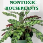 Non-toxic Garden Plants For Pets