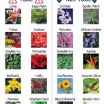 Non-toxic Plants For Pets