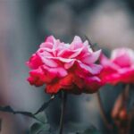 Optimal Temperatures To Maintain Blooms