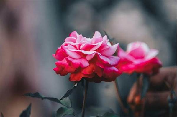 Optimal Temperatures To Maintain Blooms