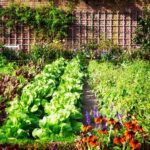Organic Plant Food For Gardens