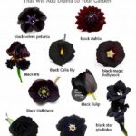 Rare Black Flowers Symbolism