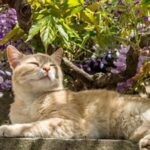 Safe Gardening Choices For Cat Owners