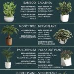 Safe Plants For Pet Areas