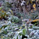 Safeguarding Plants From Winter Insects