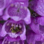 Seasonal Blooms From Native Species
