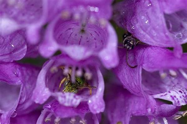 Seasonal Blooms From Native Species