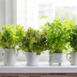 Small Aromatic Herbs For Windowsills