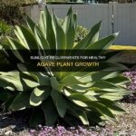 Sunlight Requirements For Healthy Blooms