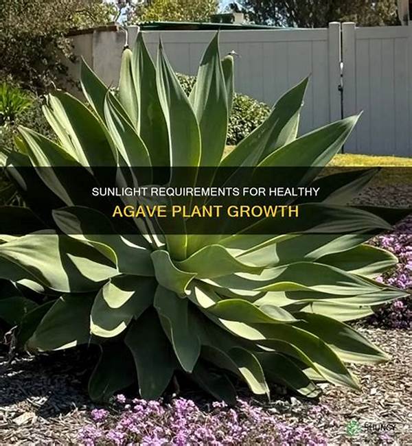 Sunlight Requirements For Healthy Blooms