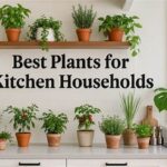 Time-saving Plants For Active Households