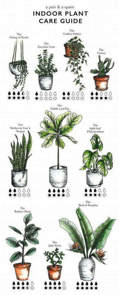 Toxic-free Indoor Plants Guide