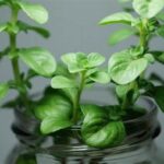 Aromatic Flowering Plant Species