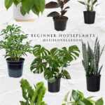Best Beginner-friendly Potted Plants