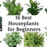Best Indoor Plants For Beginners