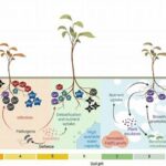 Cold-season Flower Nutrition Strategies