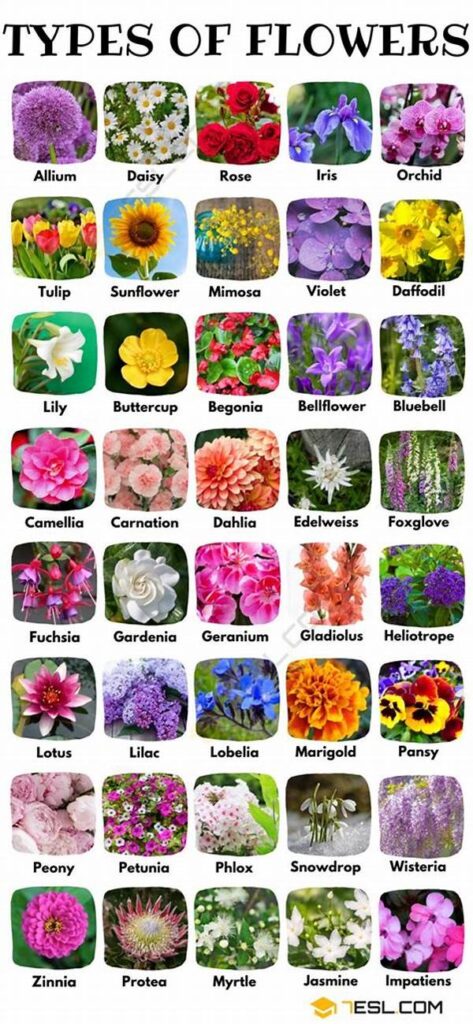 Desert-friendly Flower Varieties