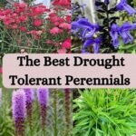 Drought-tolerant Perennial Plants