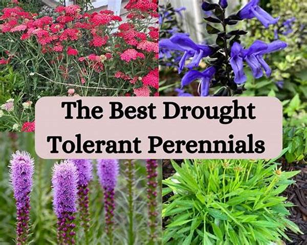 Drought-tolerant Perennial Plants