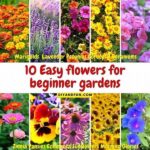Easy Garden Flowers For Beginners