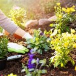 Eco-friendly Gardening Tips For Flowers