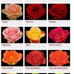 Economical Flower Choices For Ceremonies