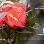 Endemic Flower Conservation Programs