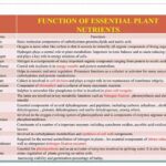 Essential Nutrients For Flower Longevity