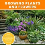 First-time Gardener Plant Recommendations