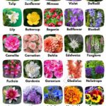 Flower Varieties For Each Season