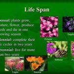 Flowers With Extended Life Span