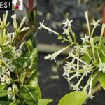 Fragrance Intense Blooming Plants