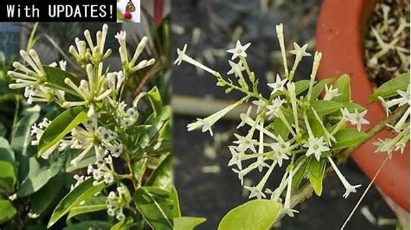 Fragrance Intense Blooming Plants