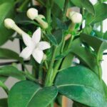 Fragrant Indoor Plants For Homes