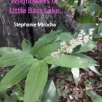 “guide To Wildflower Identification”