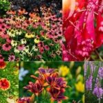 Hardy Perennials For All Seasons